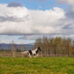 rochtaine-kilkenny-mount-juliet-estate-equestrian-landscape
